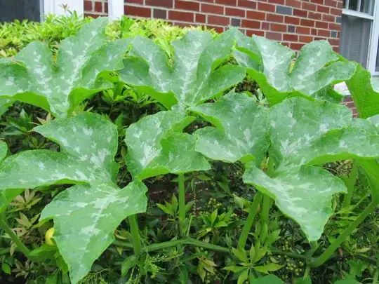Monster plant