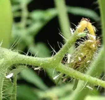 Bugs