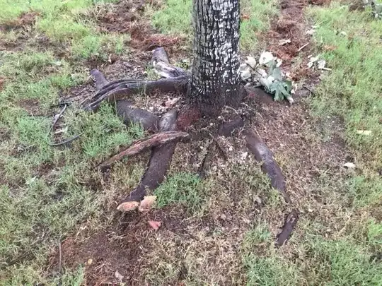 Roots1