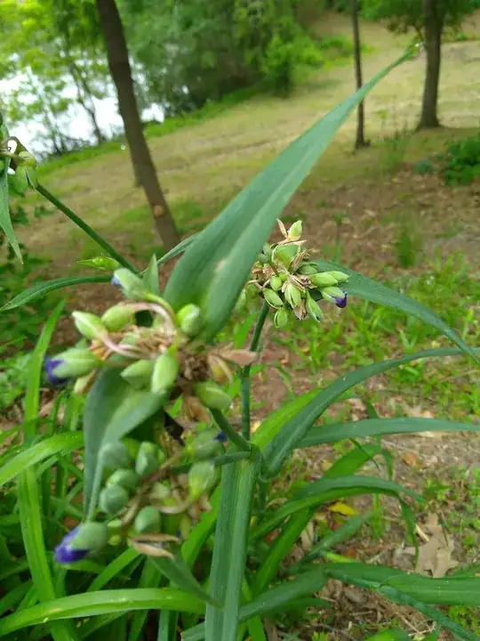 buds