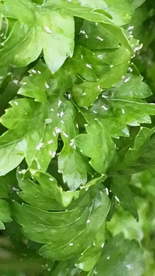 white bugs on parsley