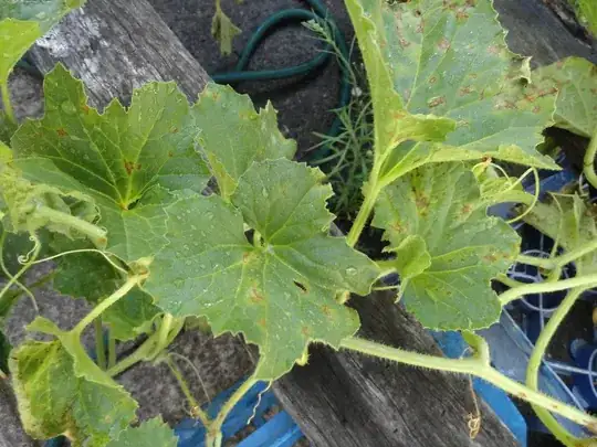 Piel De Sapo Leaves