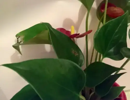 upper side - discoloration barely shows