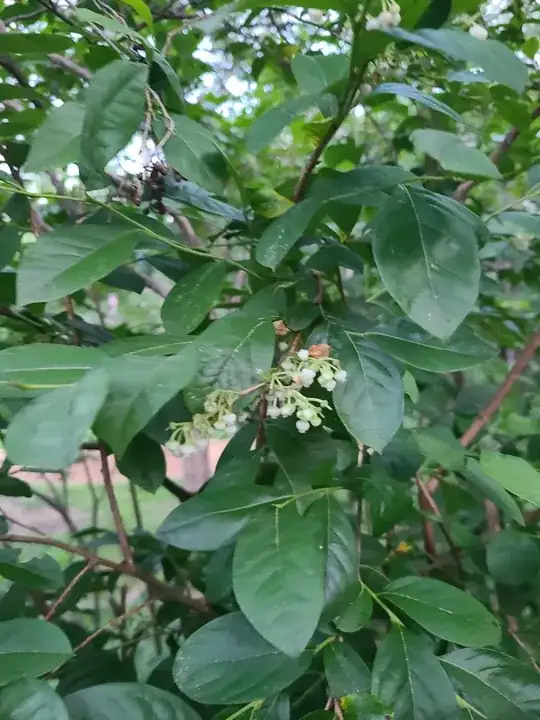white stage berries