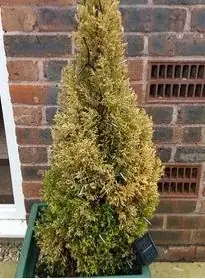 Pine - https://www.flickr.com/photos/9050012@N04/shares/KGk8qh