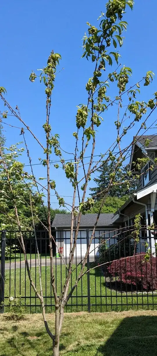 overall view of the tree