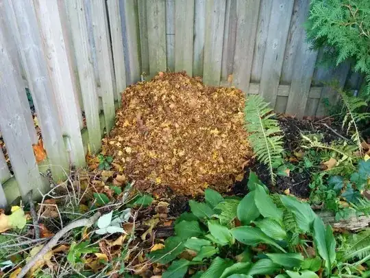 shredded leaves