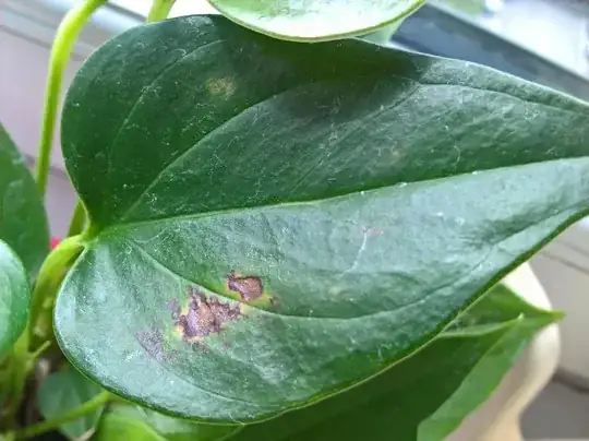 barely showing on upper side of leaf