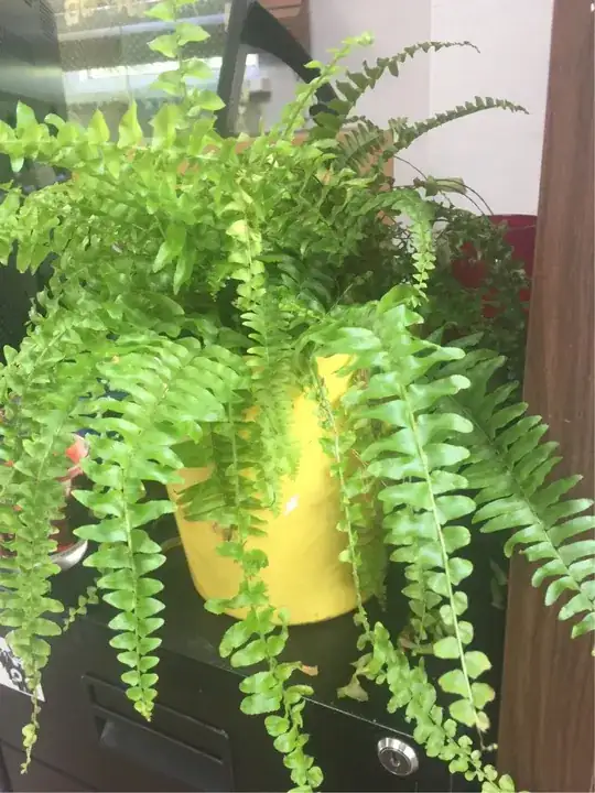 fern close up