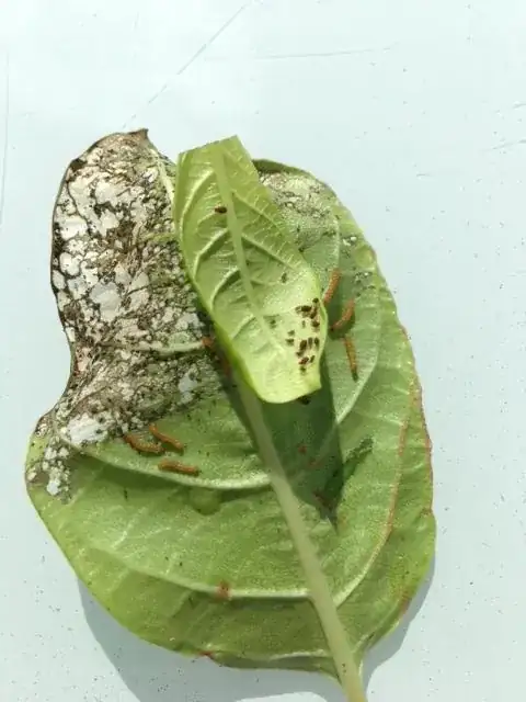 Insect and eggs on removed leaf