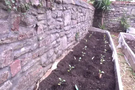 Broccoli and Cabbages