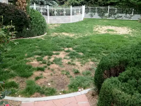 patchy grass