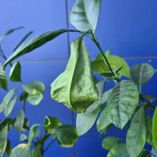 A drying leaf is shrinking.
