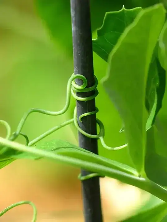 snap pea tendril close up