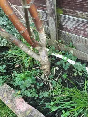 root of Acer