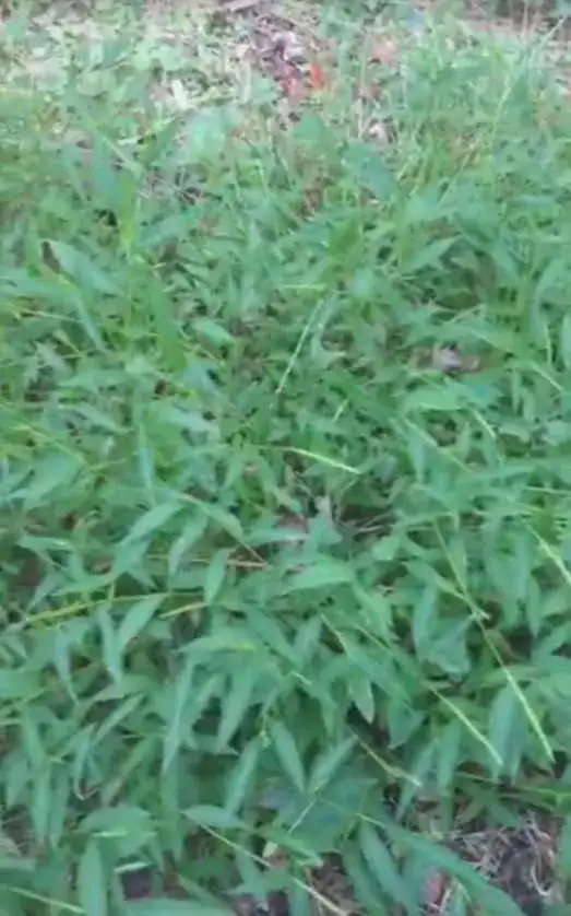 bug walking