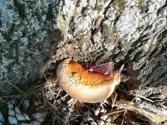 Photo 5 of the fungus