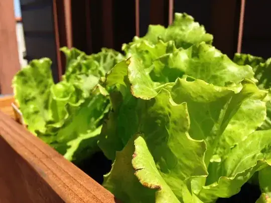 Arianna lettuce with burnt looking tips