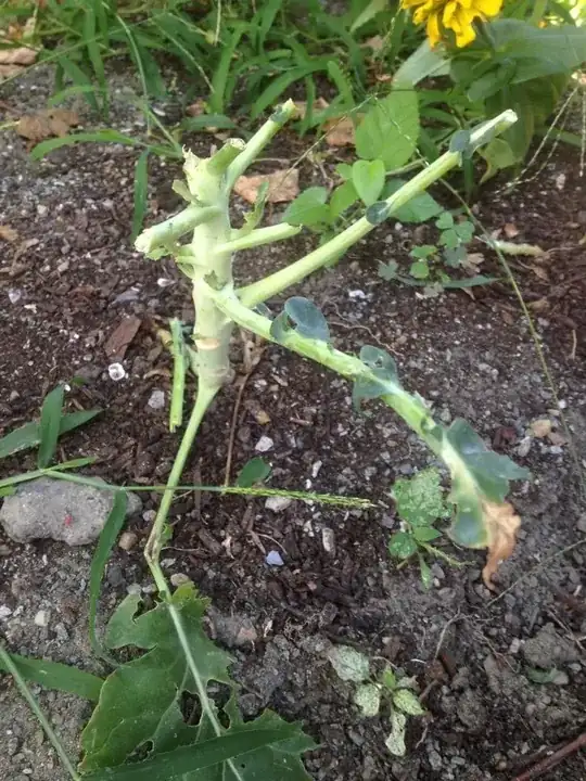 broccoli with leaves and some stems eaten