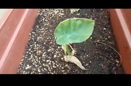 A small dry strip on edge of young leaf