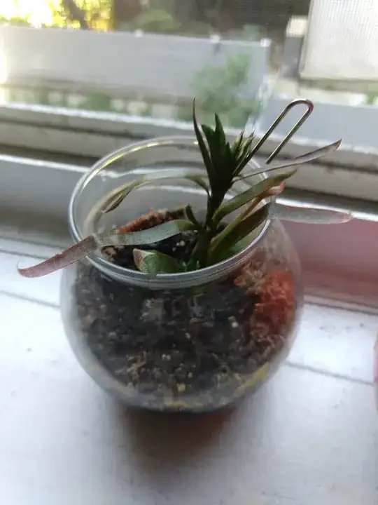 Plant THREE