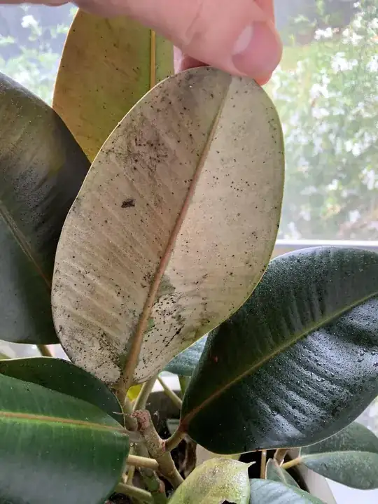 Black spots under leaves