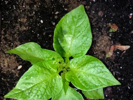 Some spot on leaf is becoming watery and transparent
