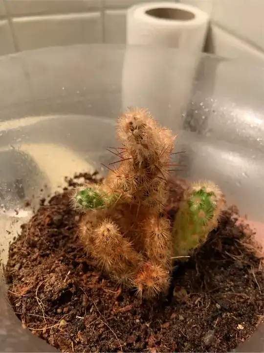 Yellowing cactus
