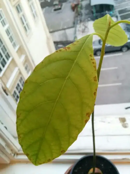 Spots extending to the leaf's border