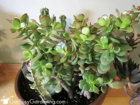 Miniature Variety Of Jade Plant