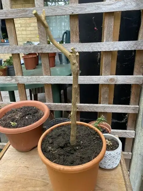 Dead Meyer Lemon Tree in a pot