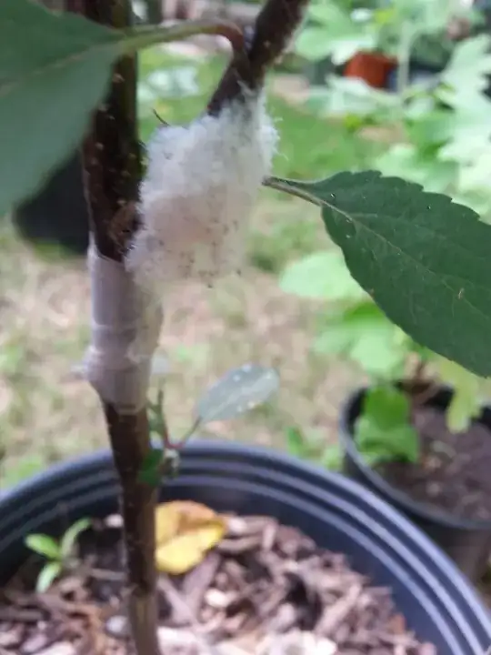 Fuzzy white patch on apple tree