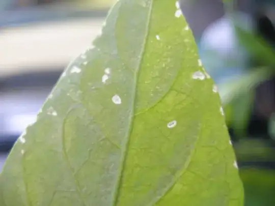 Jalapeño that looks eaten by the pests
