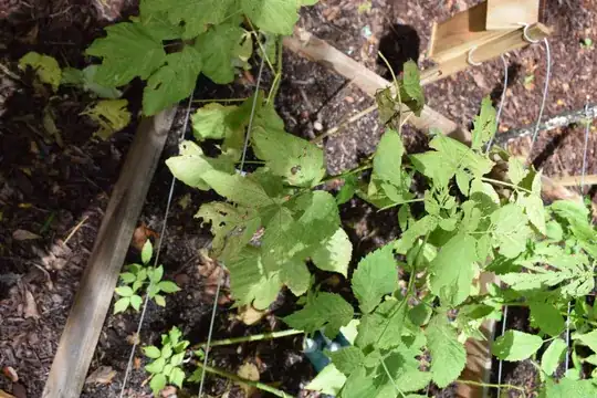 An overview of some infected leaves