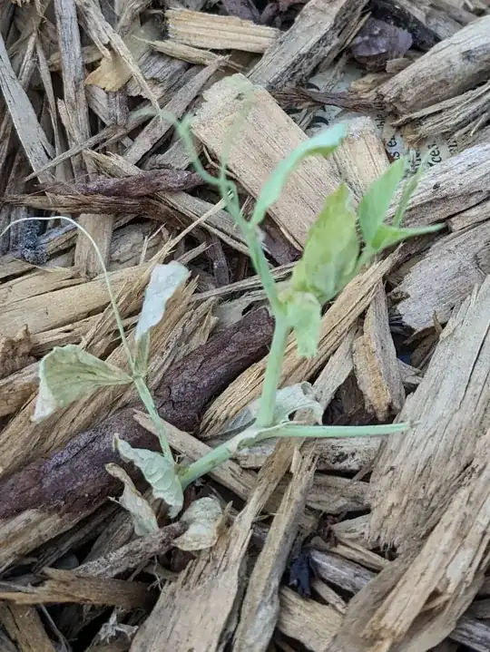 seedling