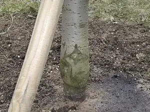Plum Cherry Graft