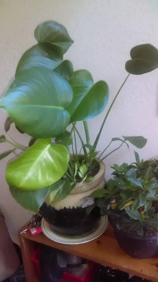 Full plant