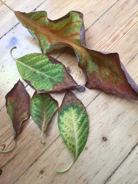 partially brown leaves that fell off