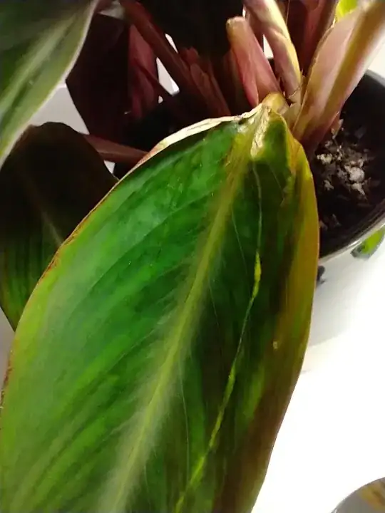 Stromanthe