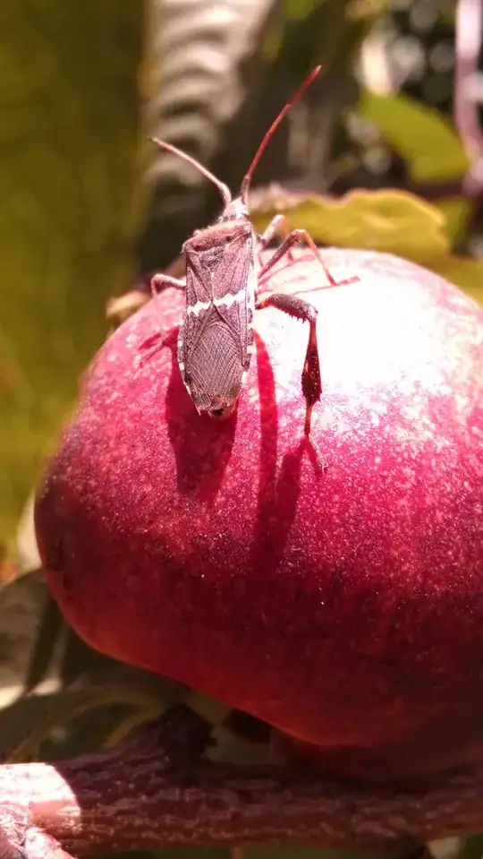 close up of insect
