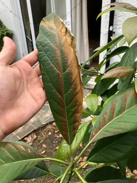 The bronze leaves