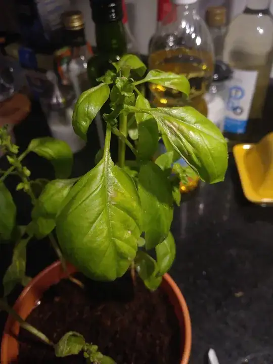 picture of plant
