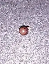 picture of the bean or pea