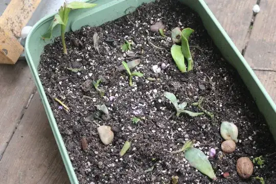 Succulents I have been trying to grow since, you guessed it February.