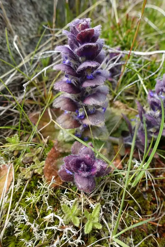 Alpine Plant