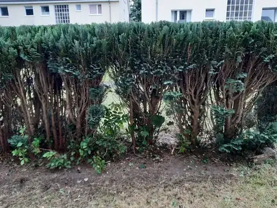Old over-pruned hedge