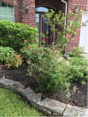 garden bed 2