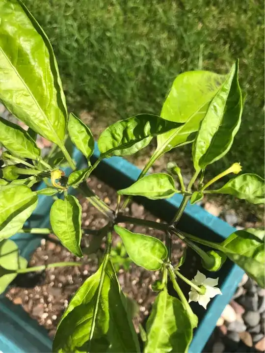 Jalapeño Plant from top view