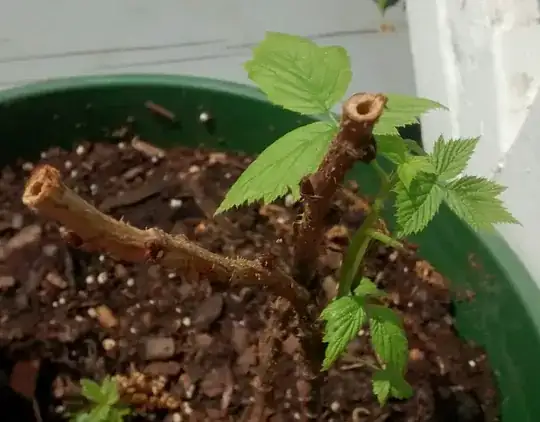 holes in my raspberry canes