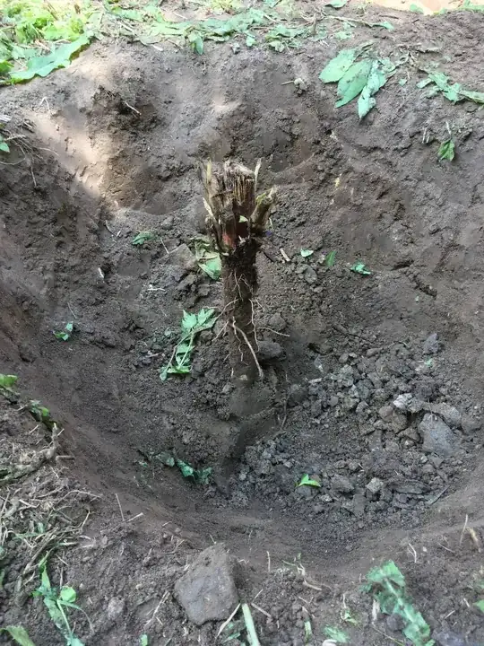 the root